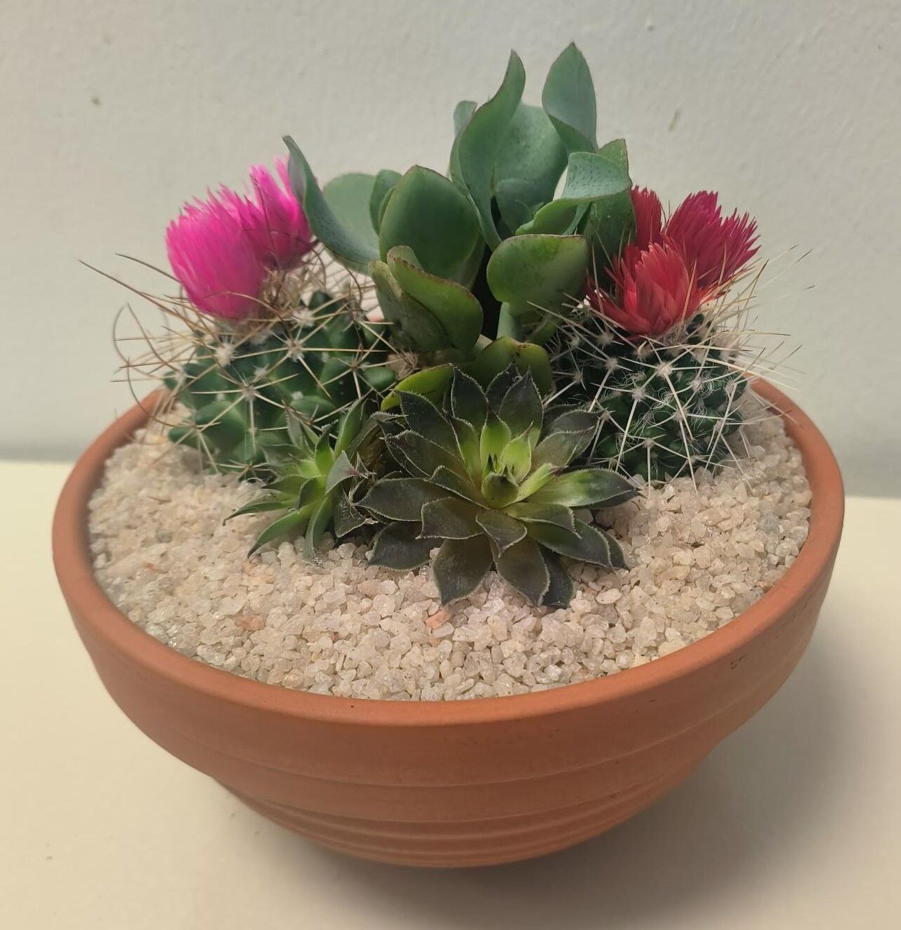 Cacti terracota